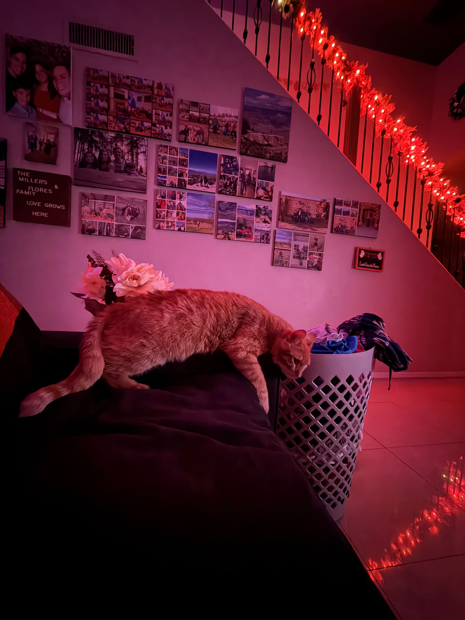 Why does my huge orange kitten sleep so much?