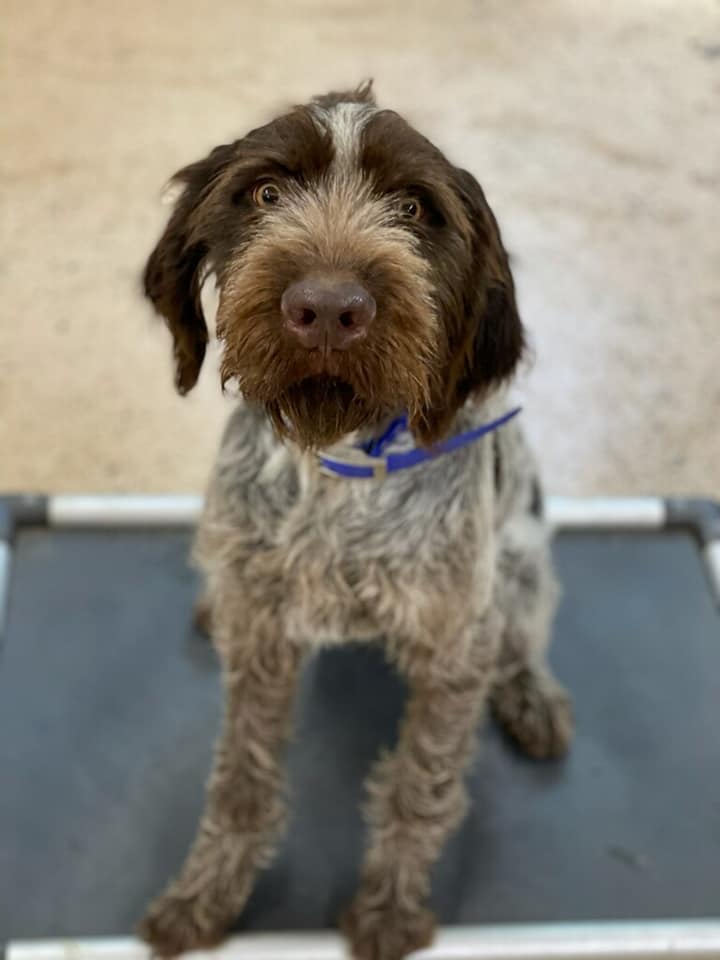 wheatland-kennels