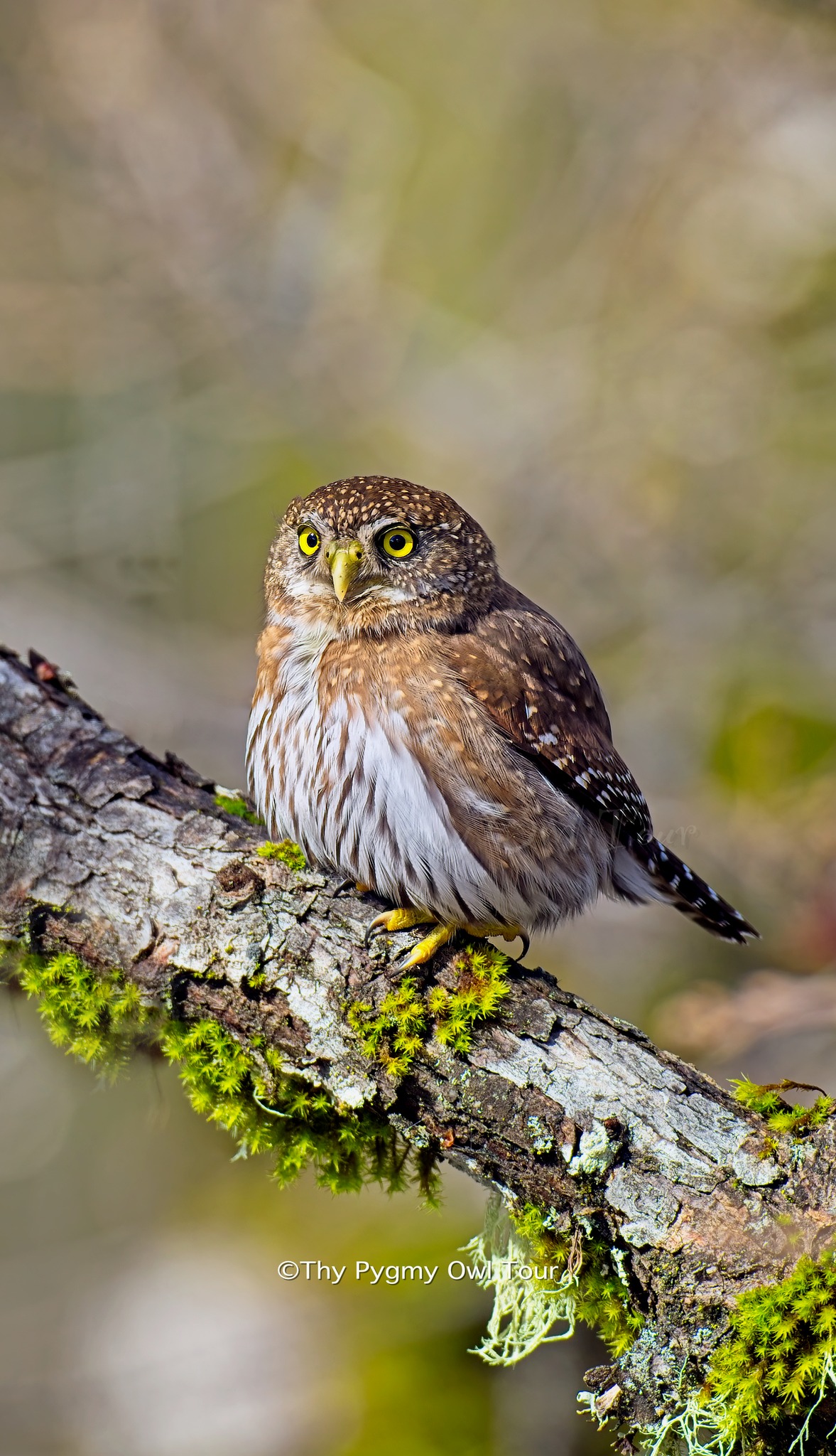 Northern pygmy owl on mossy branch in northern california