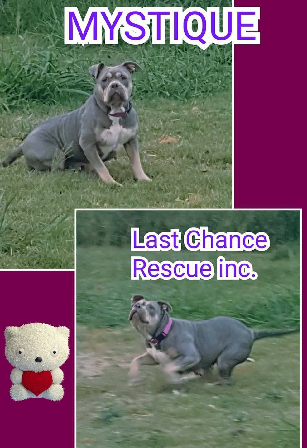 Last Chance Rescue, Inc. - Home