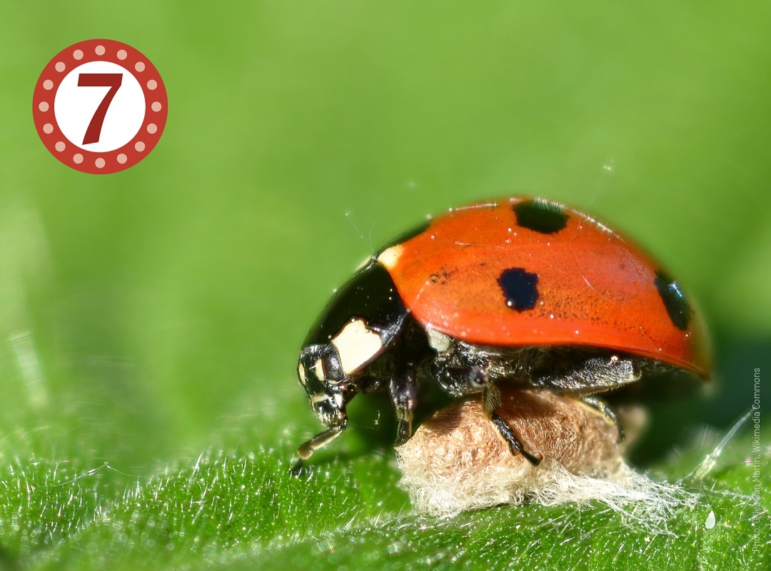 Swiss - A zombie as bodyguard 💂 🐝 The parasitic wasp Dinocampus ...