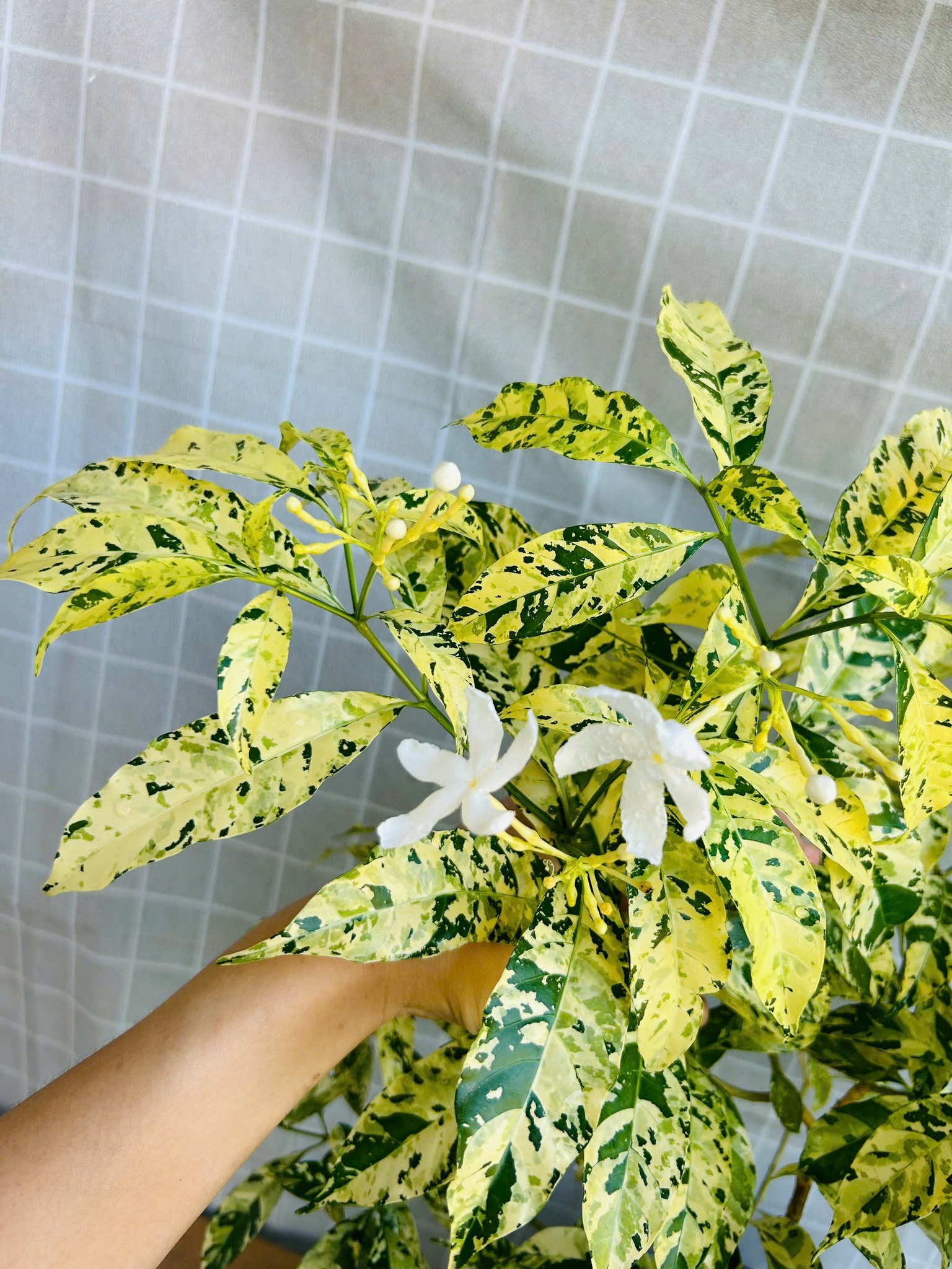 Hội cây cảnh- cây công trình- cây cổ thụ- Tây nguyên | 🌿 Rung rinh sắc ...