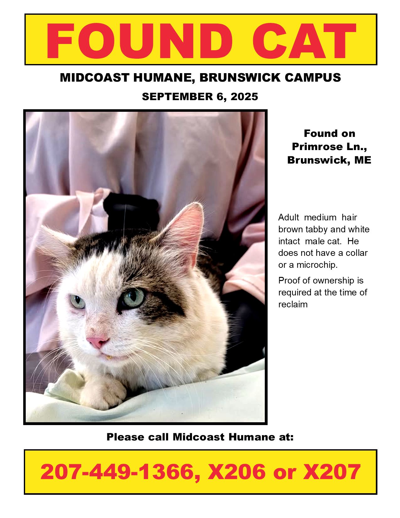 Found cat in Brunswick, ME - brown/black tiger male