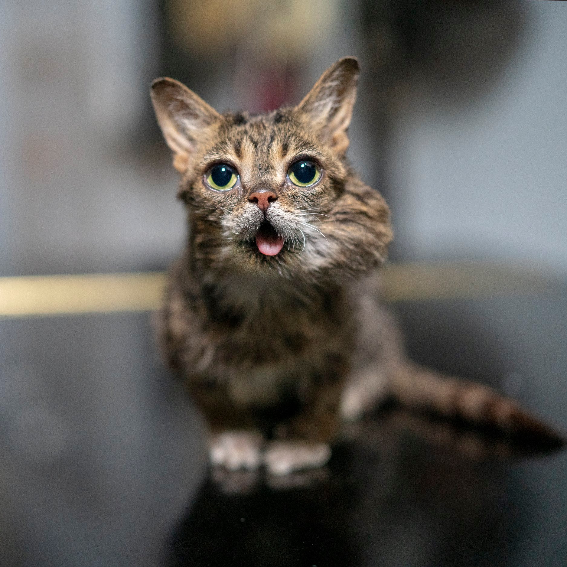 Lil Bub - BUBdate! After getting off antibiotics for a third time, I ...