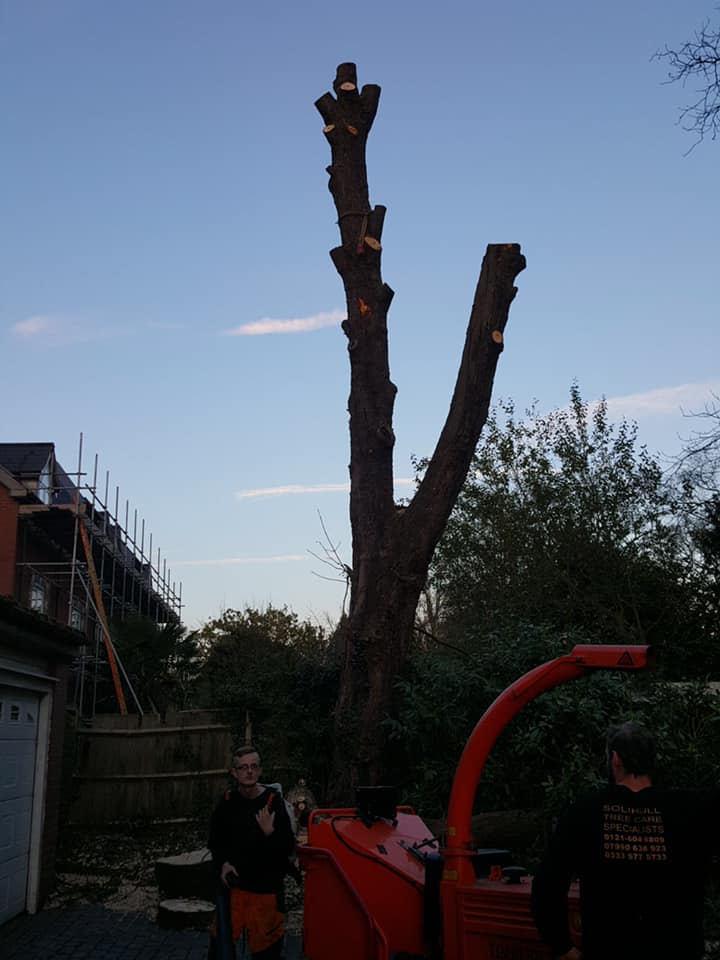 Solihull Tree Care Specialists | Solihull