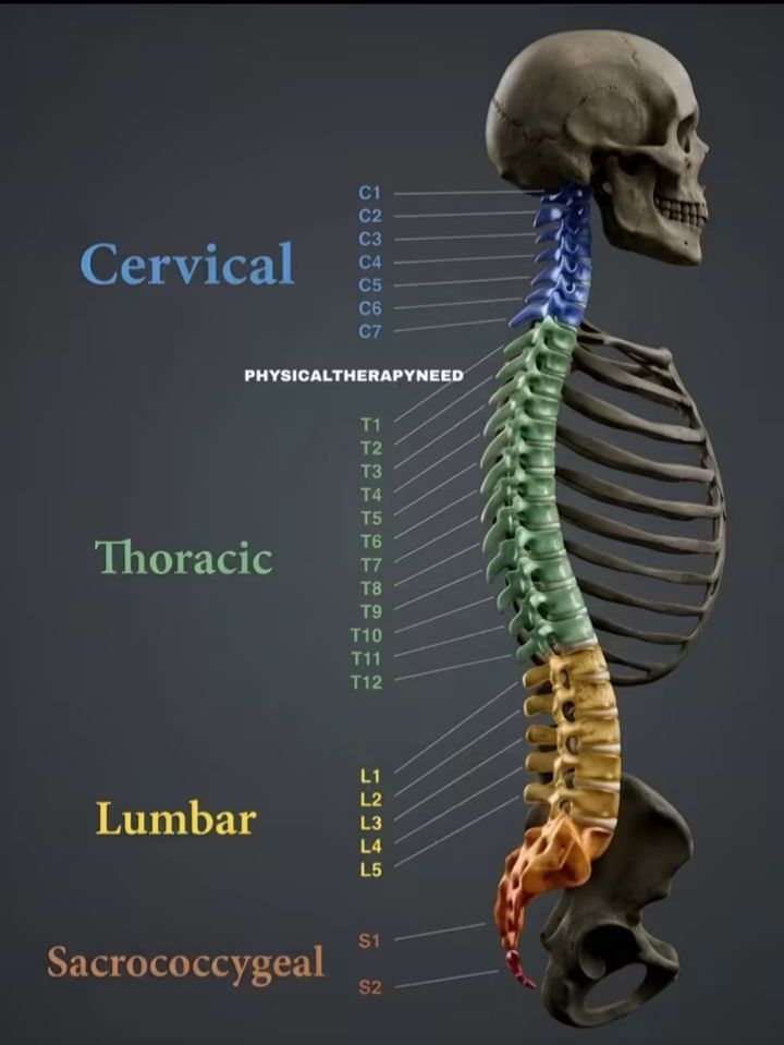 Let's learn the spinal column together! Think of it like a strong