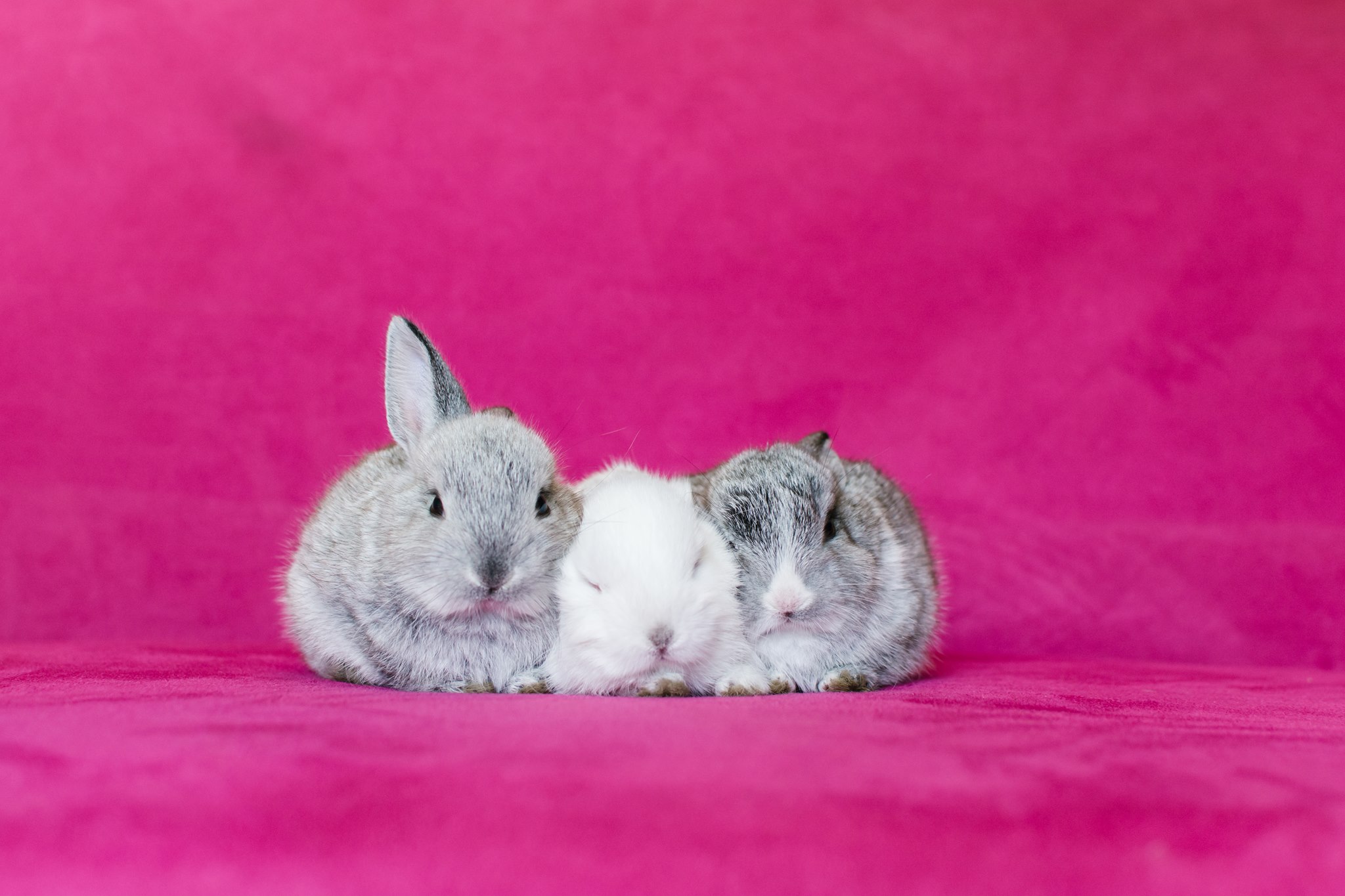 Noordhoek Bunny Rescue added a... - Noordhoek Bunny Rescue