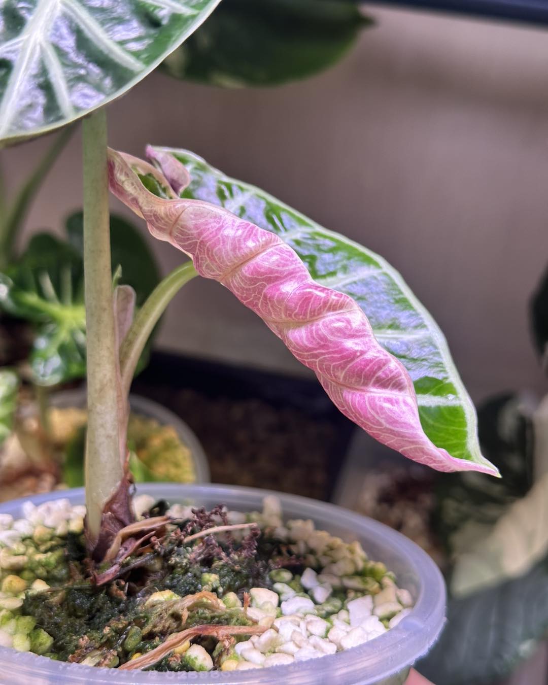 Alocasia balloon heart pink variegated ❤️ 65$ big stem
