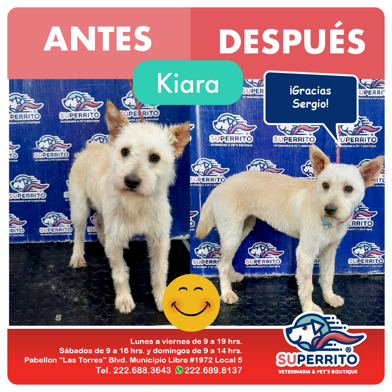 Superrito - 🐶 Kiara y Lola quedaron guapísimas de la mano... | Facebook