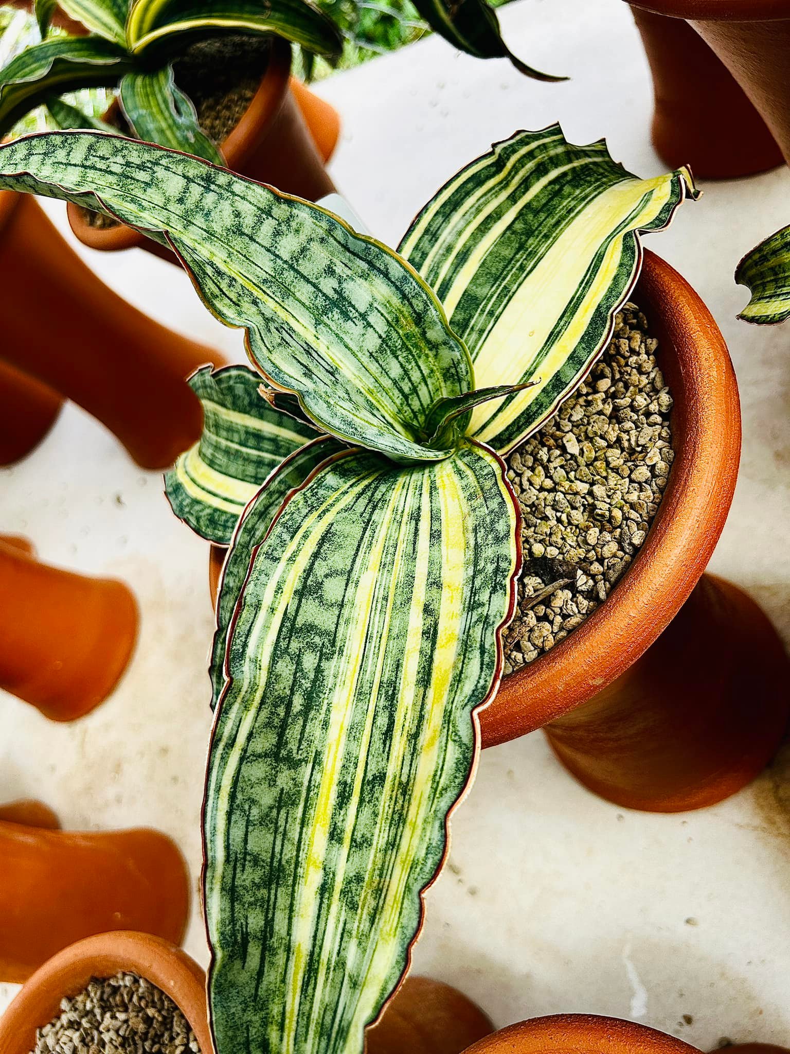 Sansevieria Dragon jade, Es 829,Silver Dragon ,Silver Blue and