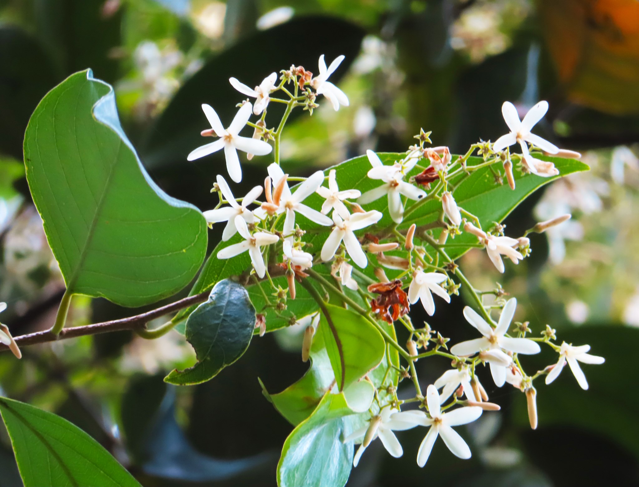 The Resak Rawa has creamy... - Singapore Botanic Gardens | Facebook