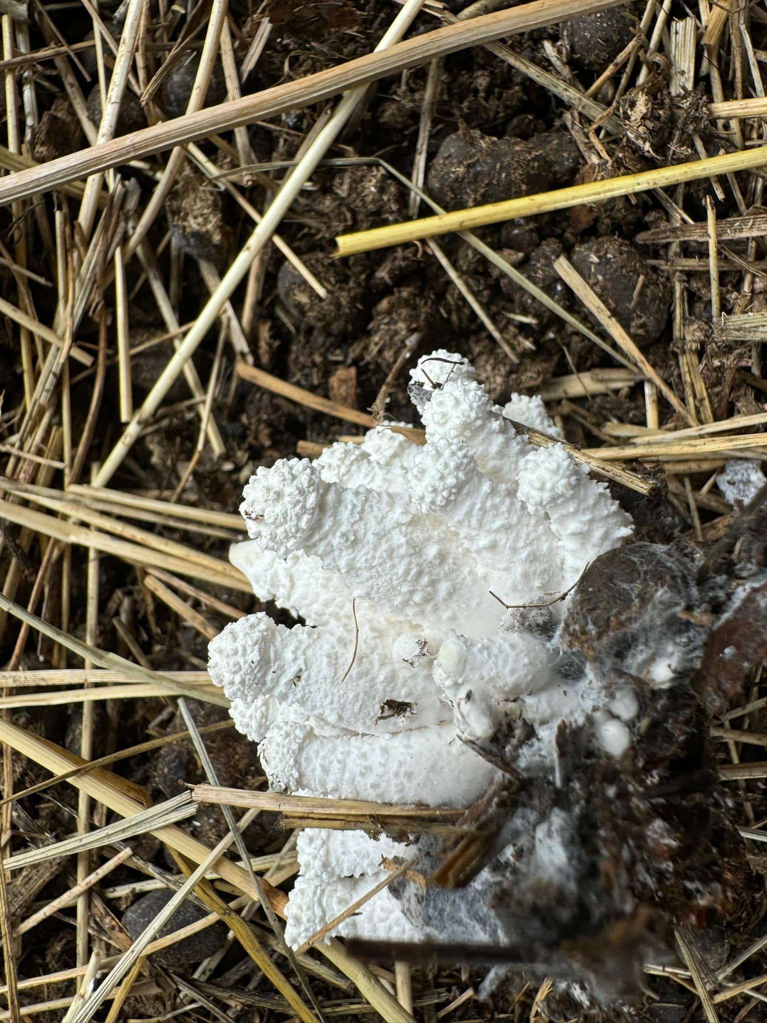 Are these mushrooms poisonous to goats?