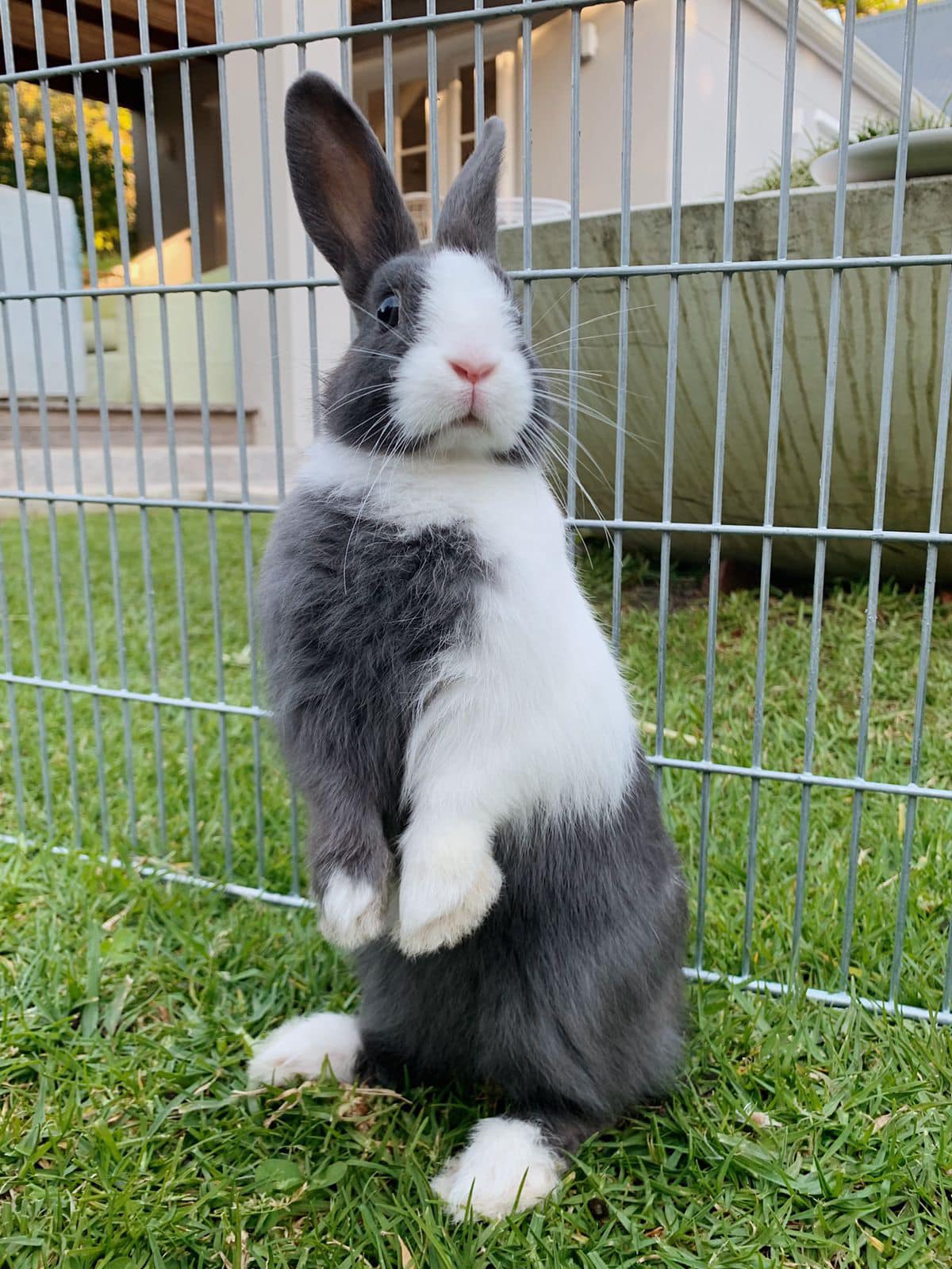 Meet Juniper 💜 Beautiful rescue... - Noordhoek Bunny Rescue | Facebook