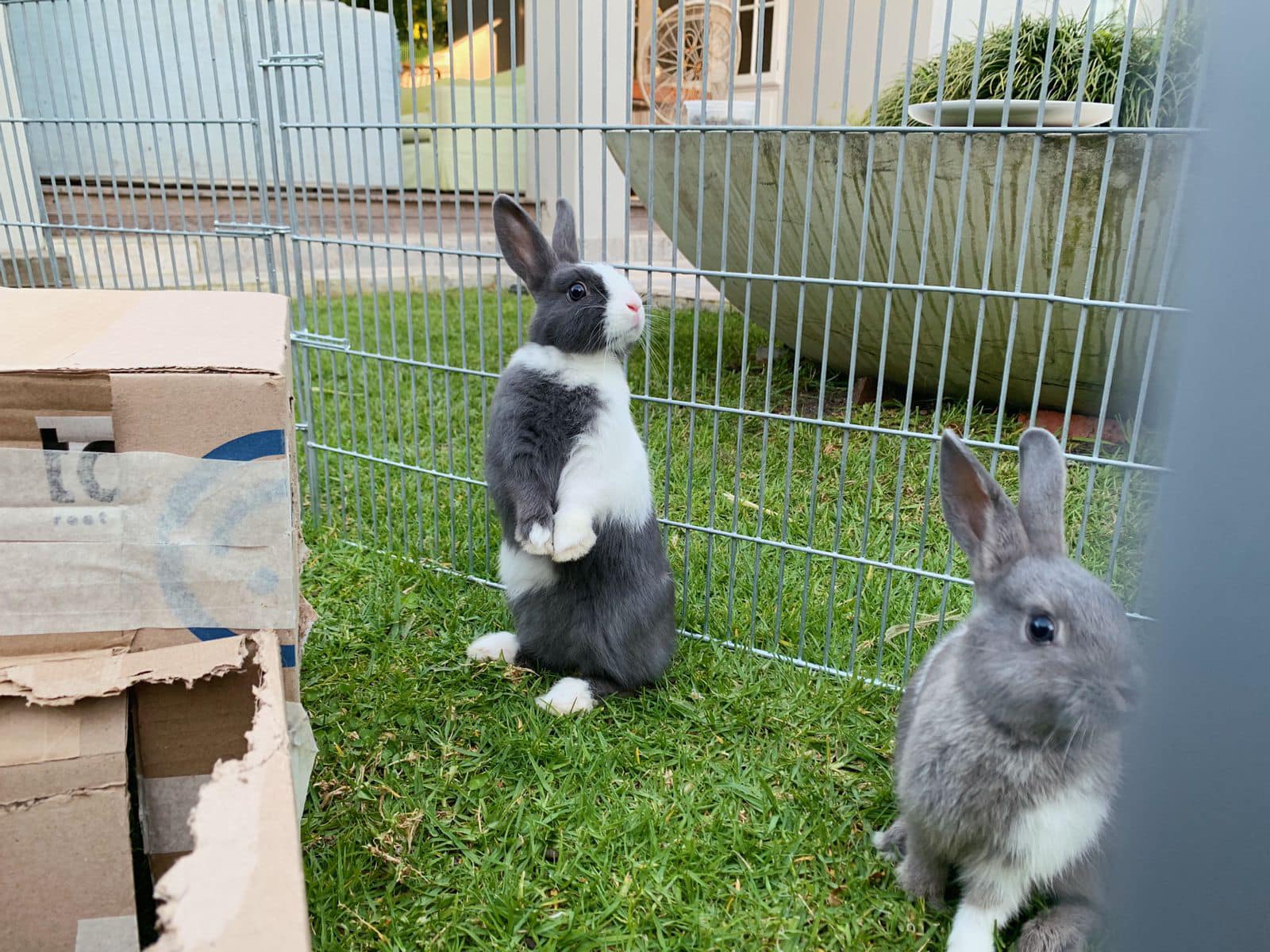 Meet Juniper 💜 Beautiful rescue... - Noordhoek Bunny Rescue | Facebook