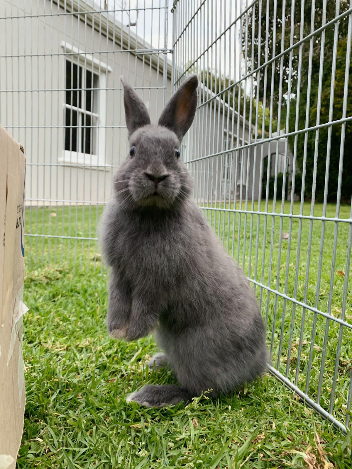 Meet Blu 💙 Beautiful rescue boy... - Noordhoek Bunny Rescue | Facebook