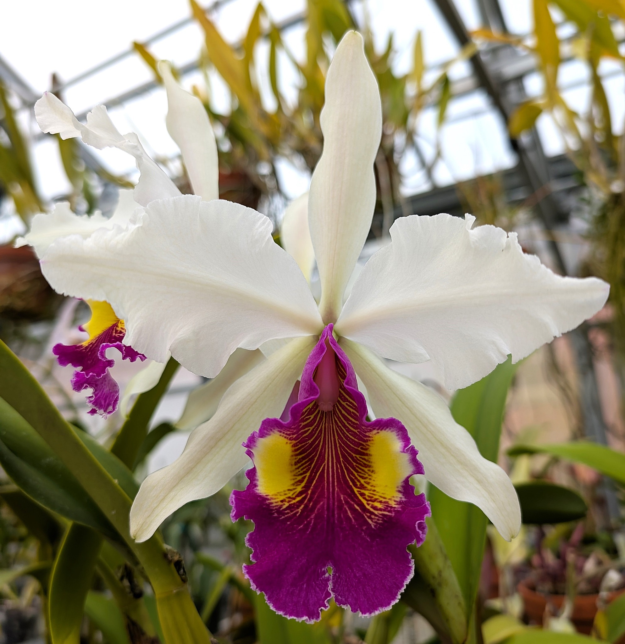 Cattleya Porphyrophlebia x BLC Pamela Hetherington. Lovely big