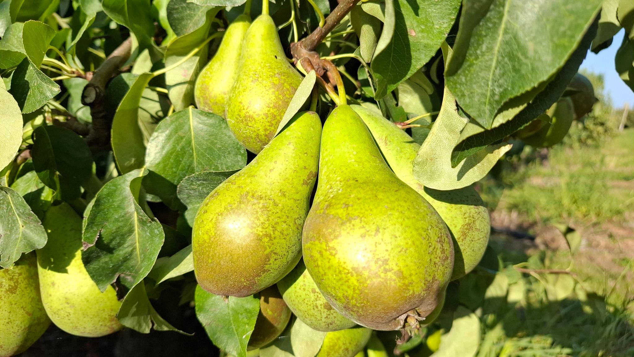 🍐PEREN-PLUK-DAG🍐