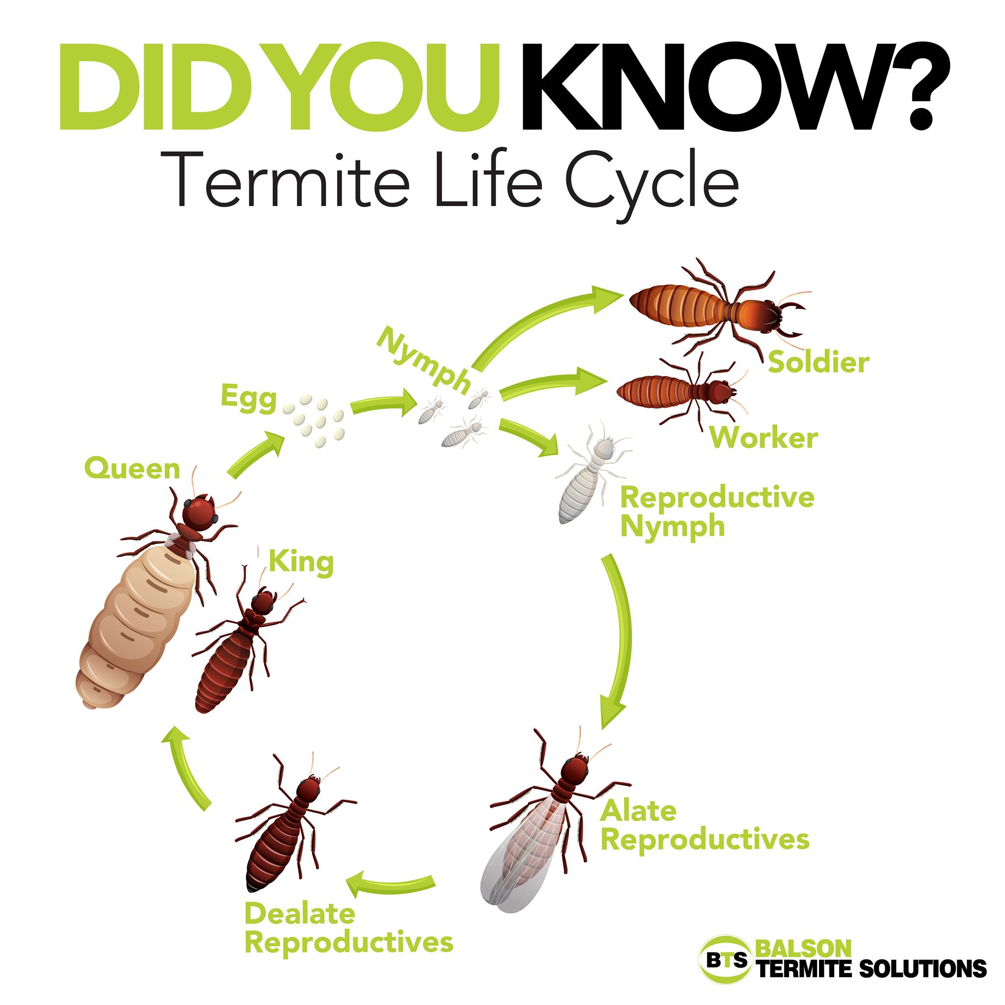 The termite life cycle begins when a... - Balson Pest Control | Facebook