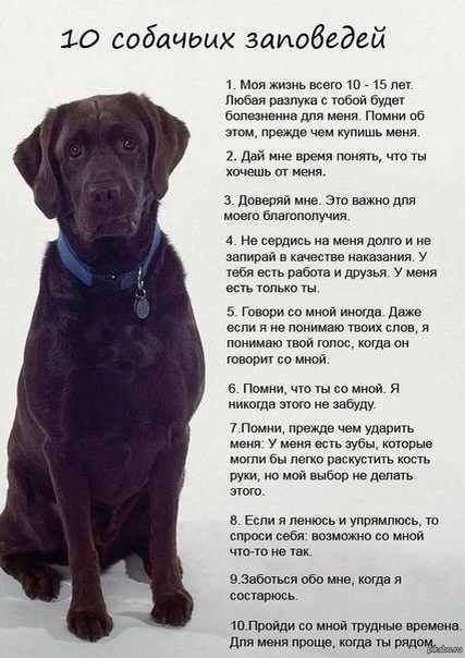Без Собак Нельзя Никак Added A. - Без Собак Нельзя Никак