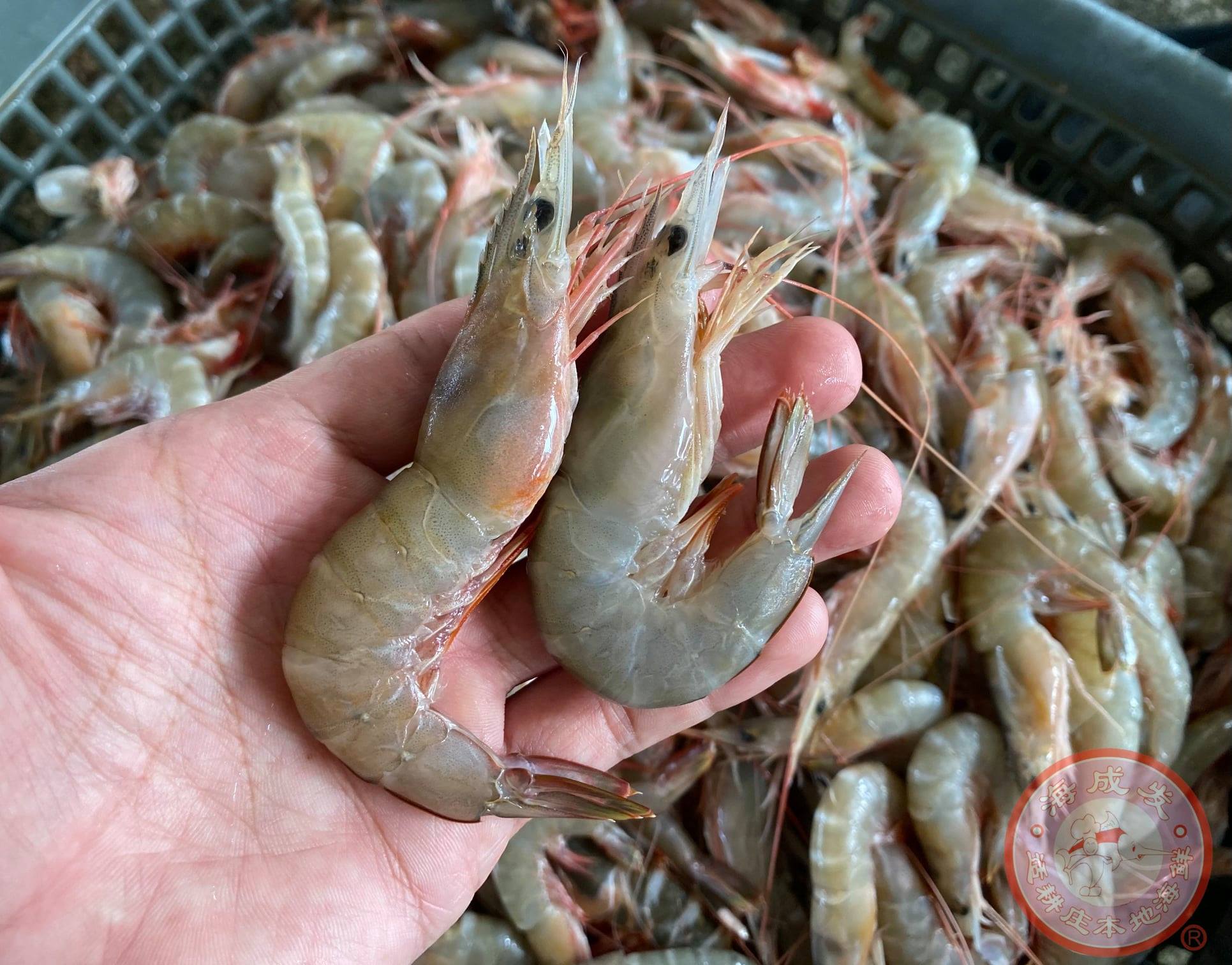 开斋节放假前夕，诱人的 #放网麻虾 🦐🦐 来啦‼ #麻虾... - 海成发 Hai Seng Huat
