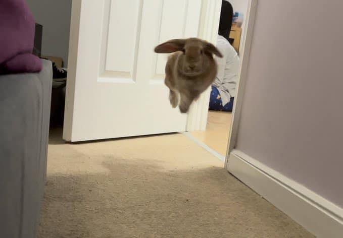 Rabbits of the Last Frontier - We made it to Kodiak! The bunnies did ...