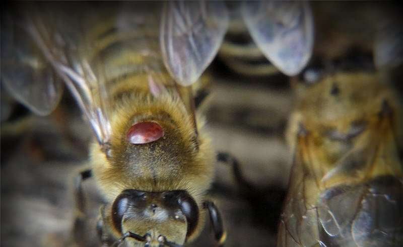 Beekeeping Academy of Slovenia / Slovenska čebelarska akademija ...