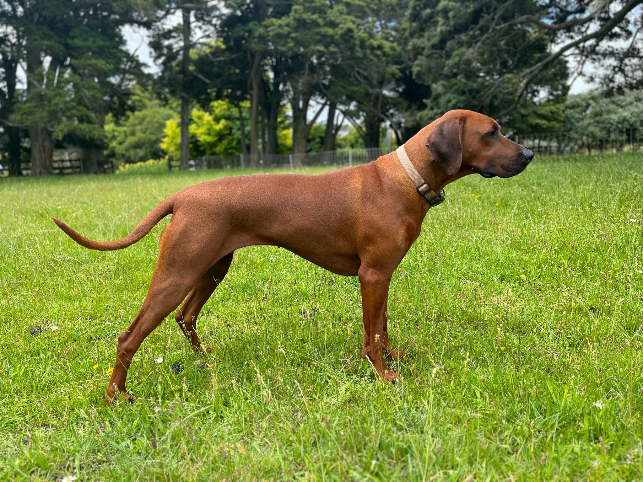 Happy fifth birthday to... - Sandridge Rhodesian Ridgebacks | Facebook