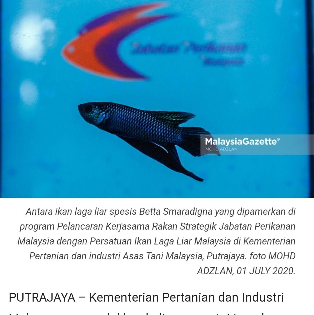 Ternakan Ikan Laga Beri Pulangan Nz Betta Malaysia Facebook
