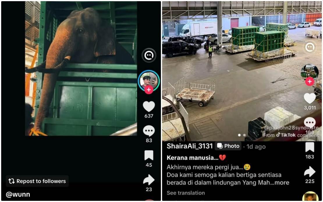 The government has assured that the welfare of three elephants