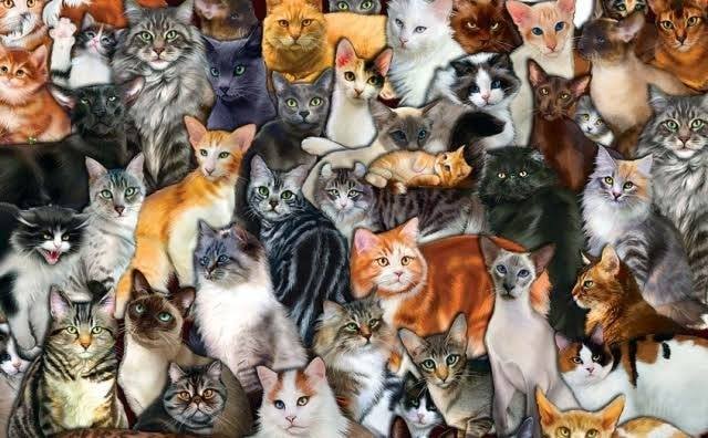 Catfecito de Gato Gazzu Cat Cafe - ¿Te gustaría saber cómo se llama el ...