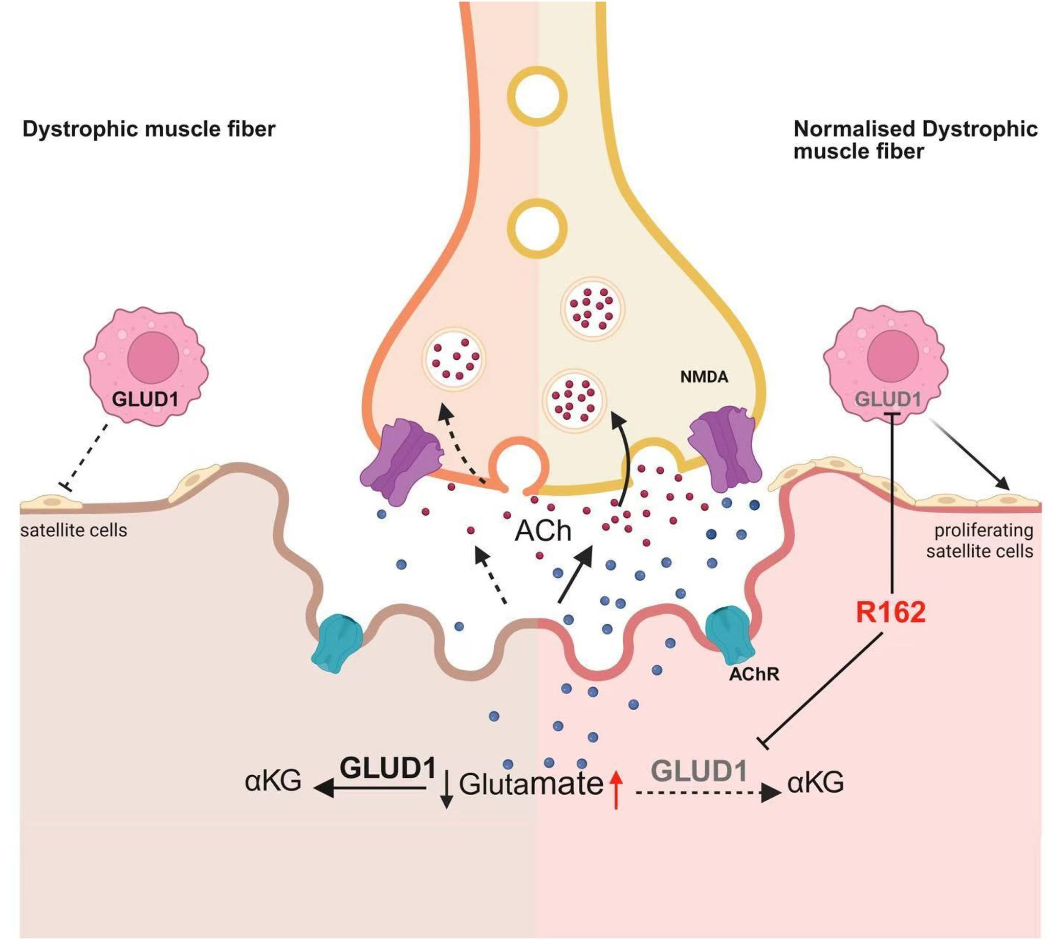 glutathion inhibition The American DHC Collagen Gummy:Collagen Gummy community Reduced glutathione ameliorates acute