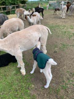 Putjade Alpaca Experiences