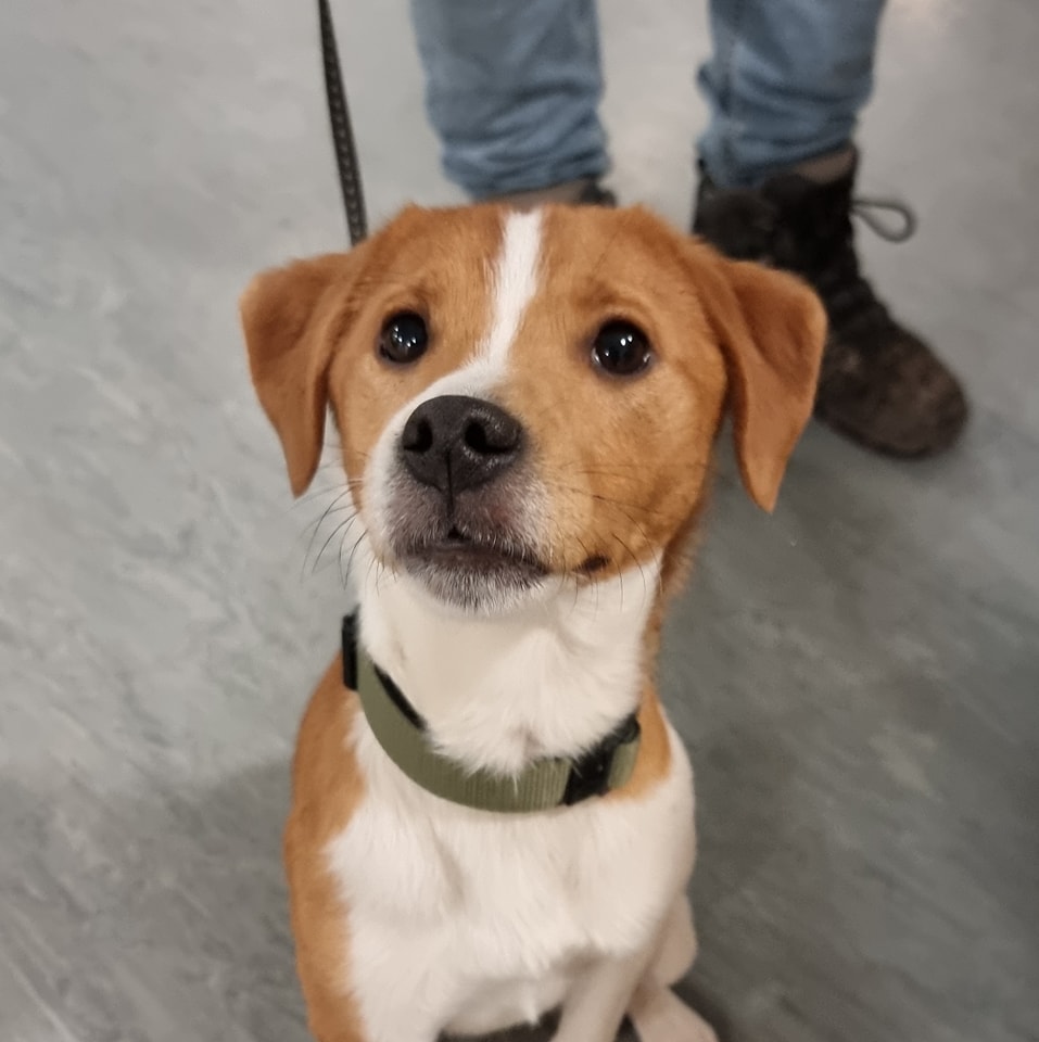 Willows - 📣 UPDATE- Ruby is a plummer terrier! Did you guess right?? 😊🐶 ...