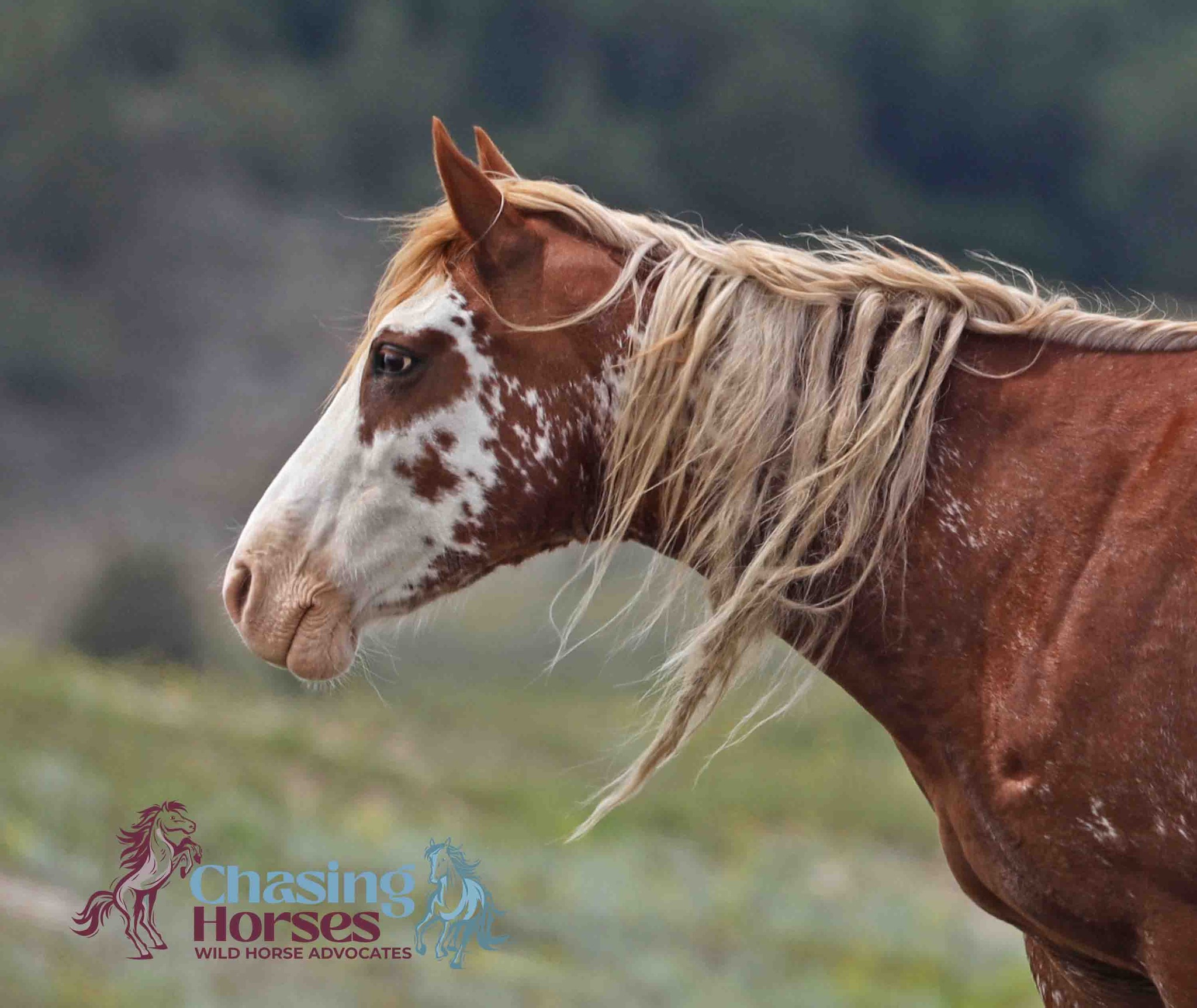 Hello and Happy... - Chasing Horses Wild Horse Advocates | Facebook