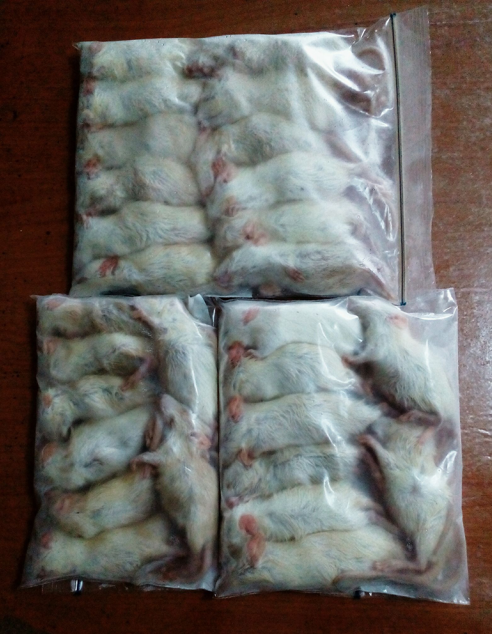 Picture of Frozen rat pups are now available. :)... - The Rodent Factory