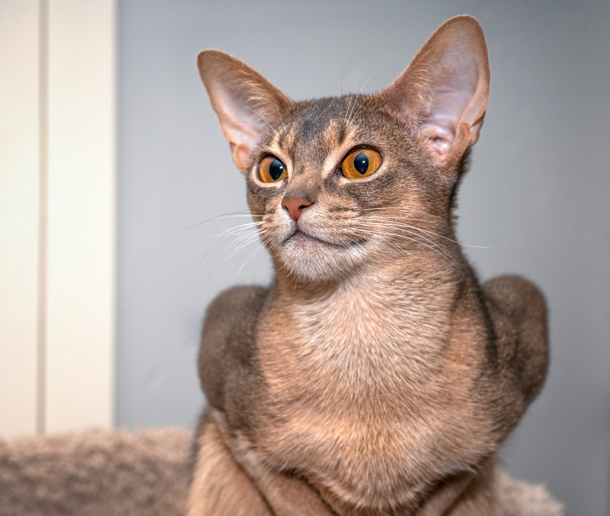 Racy Mooner - What the feline is going on here? Well,... | Facebook