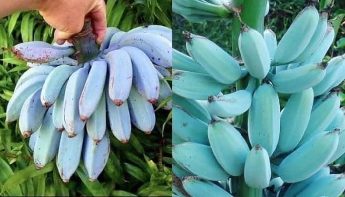 Con-Ciencias - Las Bananas Blue Java son un tipo de...