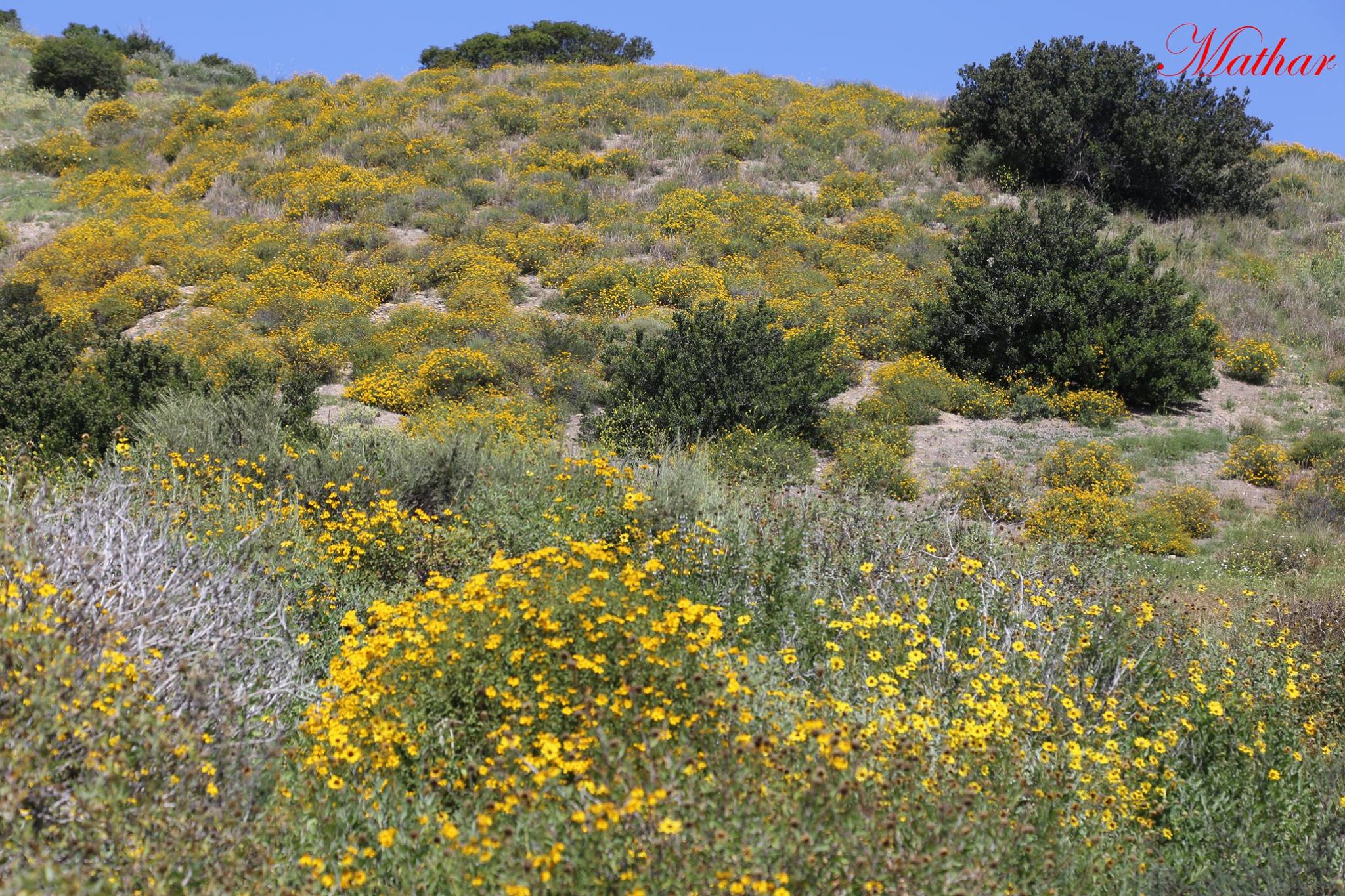 Wildflowers in Mission Trails, 15 minutes from downtown San Diego