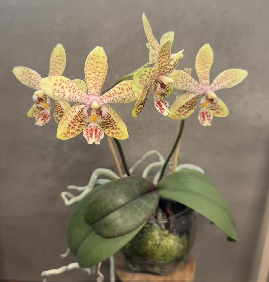 Phalaenopsis stuartiana x sib First bloom 2025 #靜靜養蘭 #我愛原生