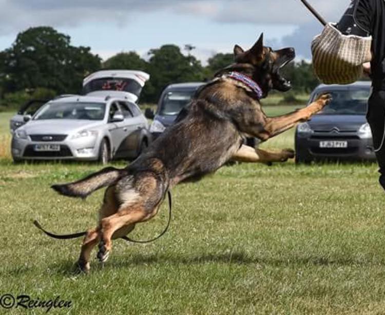 Dynamic K9’s | Wales