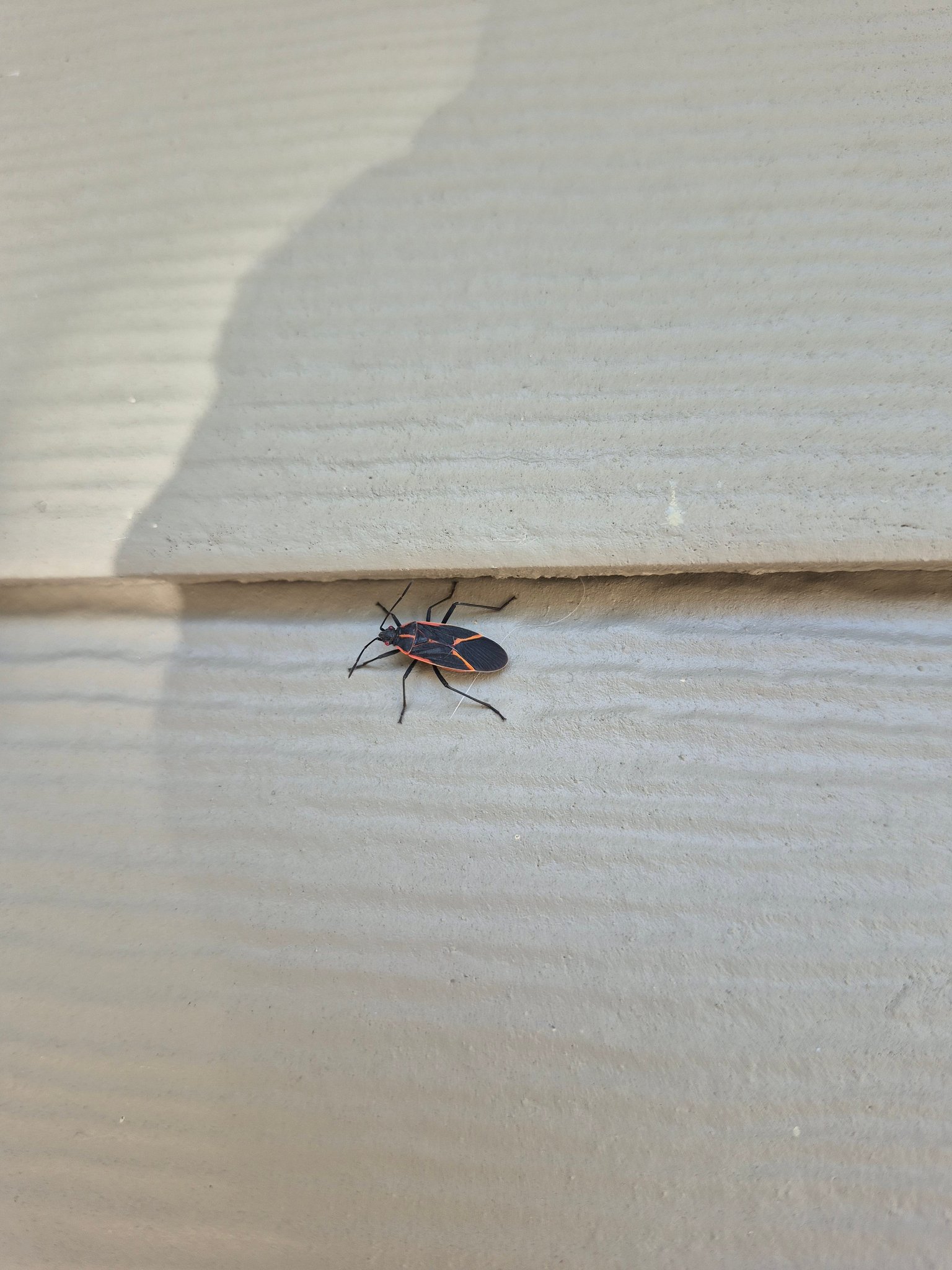 Where do these bugs on my house facade come from?