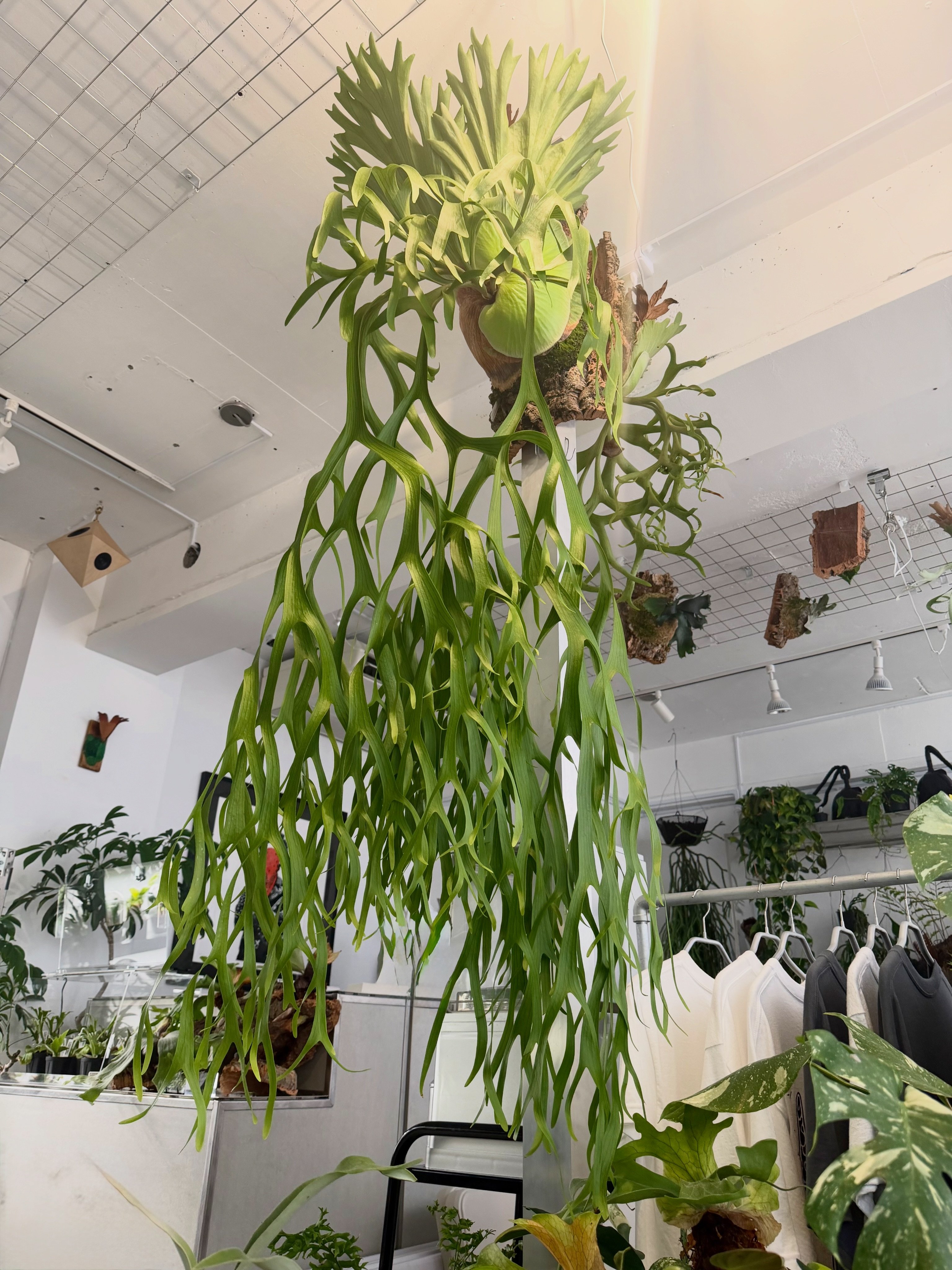 P.willinckii cv. pedro Tatsuta このまま、このまま育ってな。 . . 24