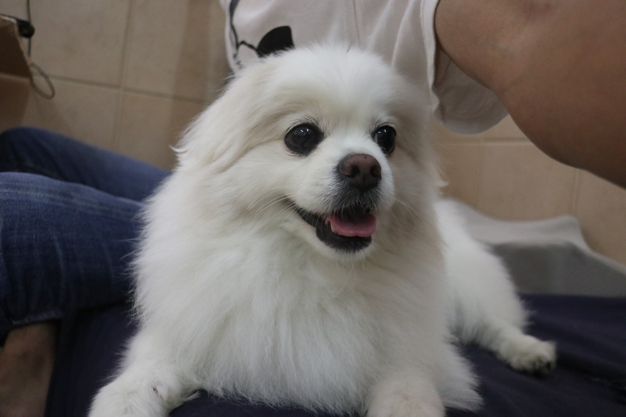 笑う犬 Dog Daycare, Hotel & Seitai | Fujisawa-shi Kanagawa