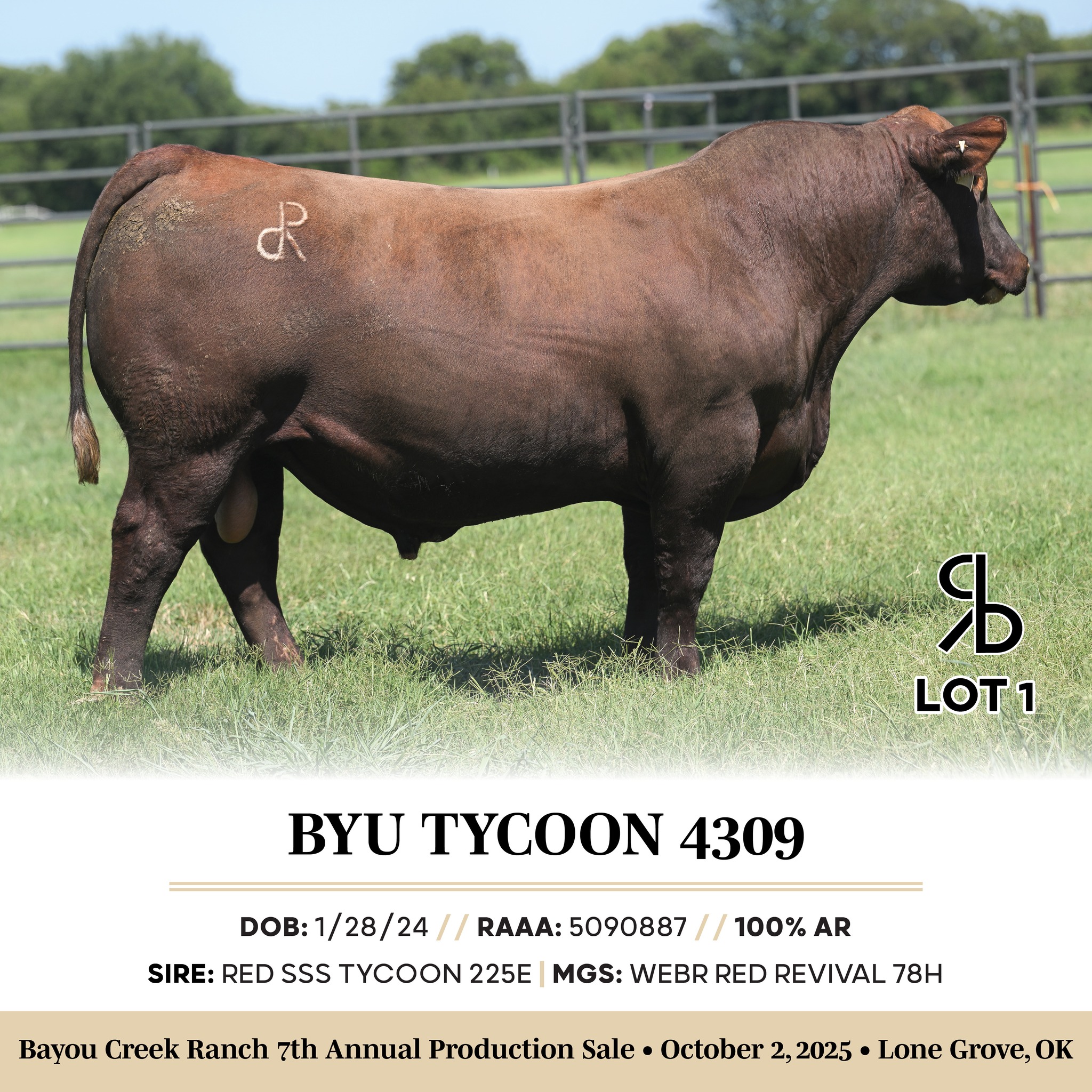 Bayou Creek Ranch Red Angus