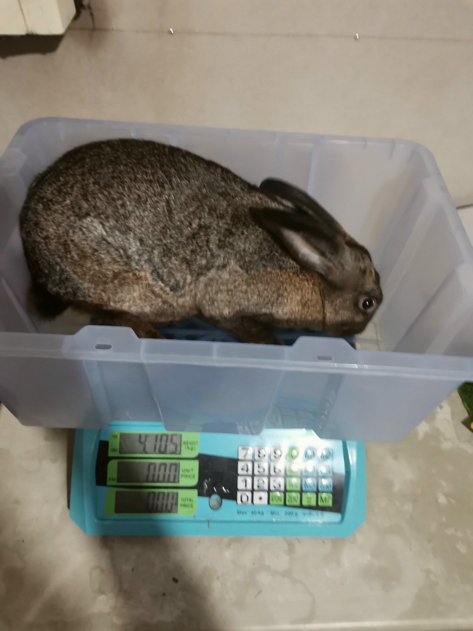 Conejo Sabroso - Our ps100 agouti direct from Rabbit... | Facebook