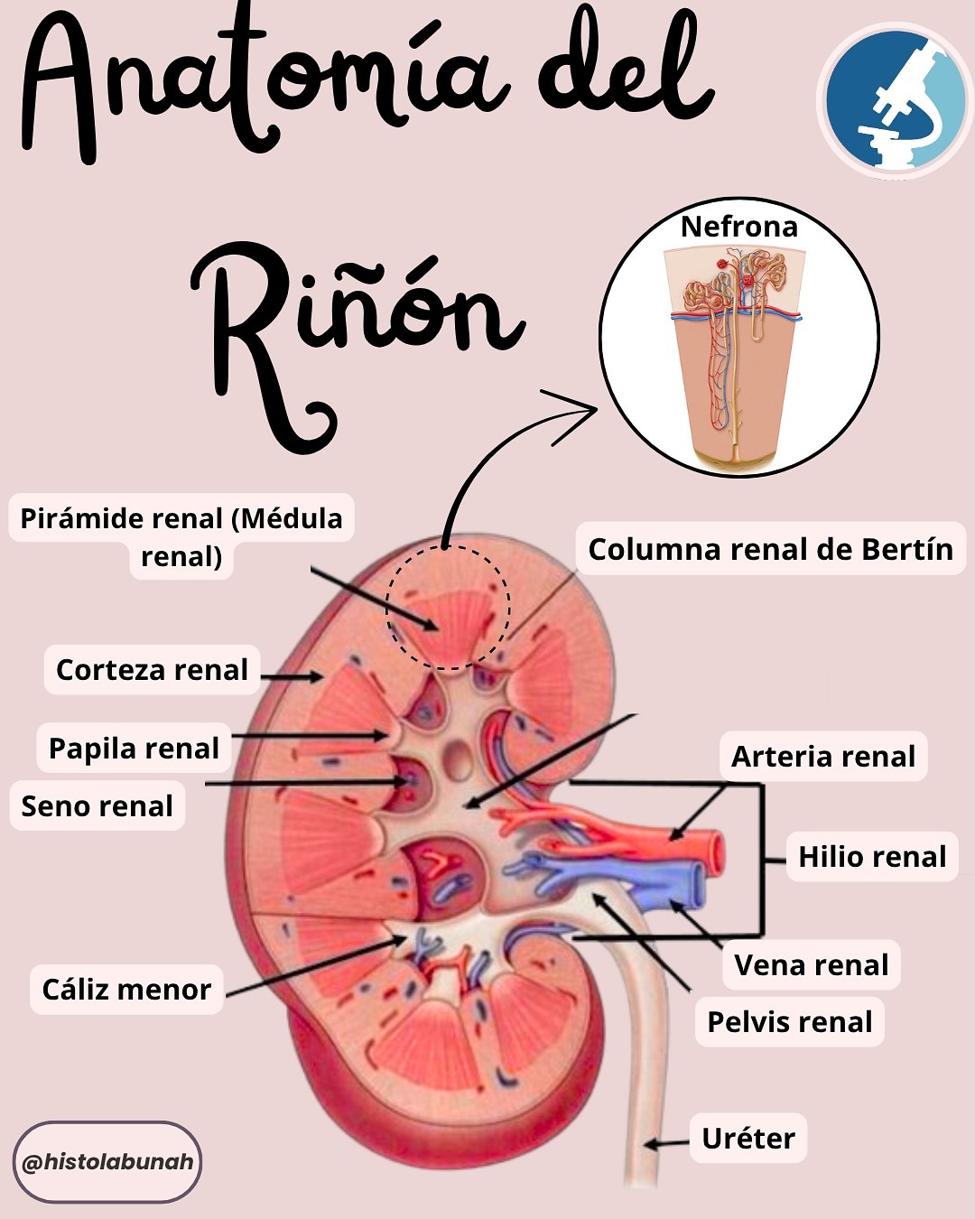 Laboratorio de Histología FCM - UNAH | Tegucigalpa