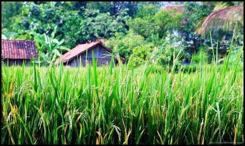 RJL Rice Production Enterprise | Malaybalay