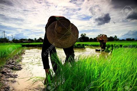 RJL Rice Production Enterprise | Malaybalay
