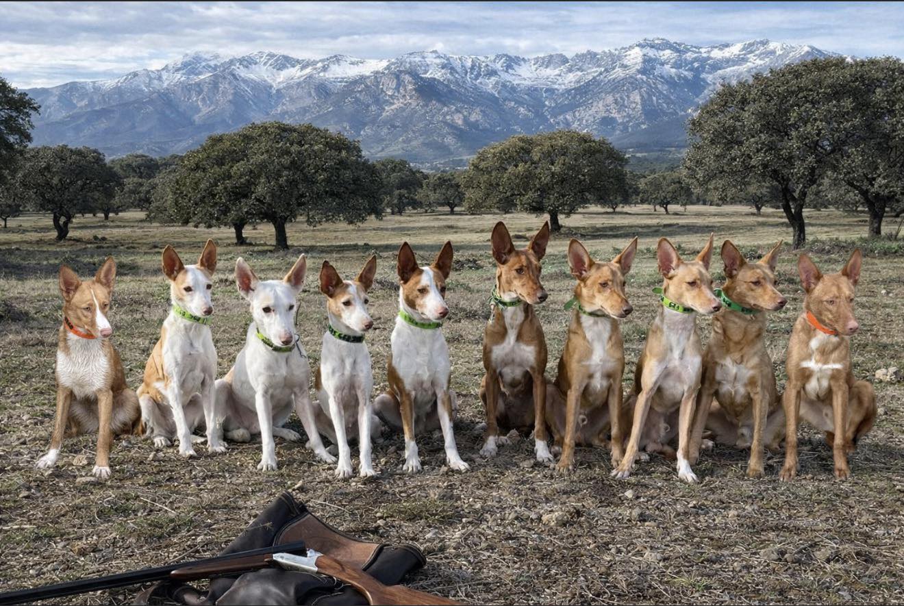 Podenco Andaluz - Los... - Podenco Andaluz - Los Verdiales