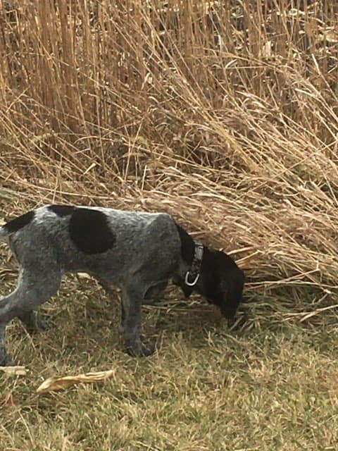 wheatland-kennels
